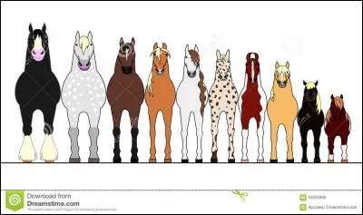 Comment mesure-t-on la taille d'un cheval ?