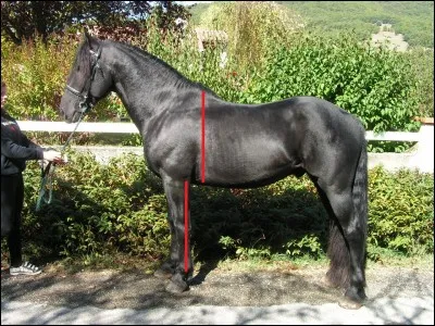 En moyenne combien de temps vit un cheval ?