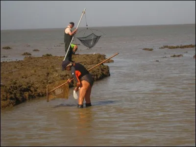 Il existe un animal marin qui porte un nom fleuri !