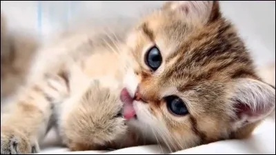 Aimerais-tu avoir un chat ?