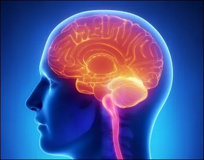 Vrai ou faux ?
Une information partie du côté droit du cerveau concerne le côté gauche du corps.