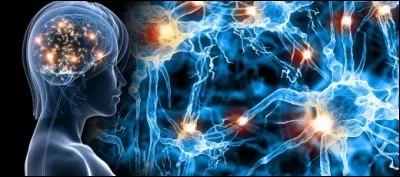 Vrai ou faux ?
On ne retrouve que des neurones dans le tissu cérébral.