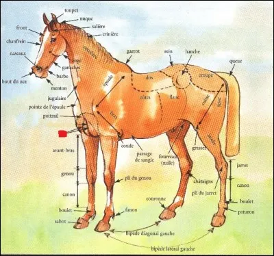 Anatomie du cheval. Découvrez le nom du pli formé par la réunion des membres antérieurs et du poitrail du cheval en insérant une lettre dans le mot "as". (Voir point rouge sur l'image.)