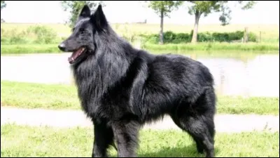 Quelle est cette race ?