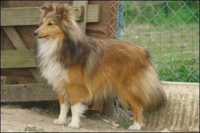 Quelle est cette race ?