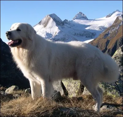 Quelle est cette race ?