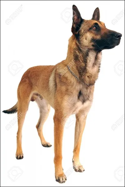 Quelle est cette race ?