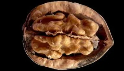 La noix ressemble à un cerveau miniature, c'est une évidence. Quelle est sa capitale en France ?