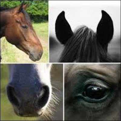 Peux-tu nous citer les 5 sens du cheval ou du poney ?
