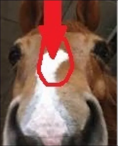 Un peu d'anatomie : comment nomme-tu cette partie du cheval ?