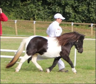 Je suis un poney que l'on attribut souvent aux tout petits . Je suis un poney de petite taille, trapu, avec une encolure massive , mes crins sont longs et abondants . 
Qui suis-je ?