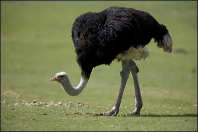 Qui a cr&eacute;&eacute; l'autruchameau ?