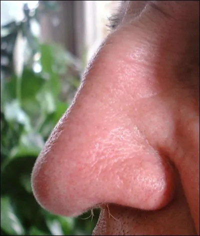 Emphatique : Aucun vent ne peut, nez magistral - T'enrhumer tout entier, excepté le mistral !