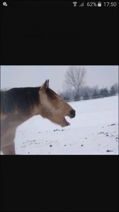 Que fait ce cheval ?