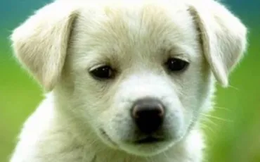 Quiz Animaux