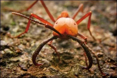 Caprice extravagant, fantaisie !