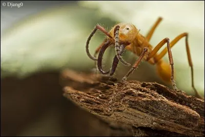 Oiseau gallinac&eacute; de montagnes !