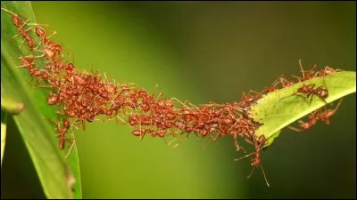 Pr&eacute;nom de cet humoriste fran&ccedil;ais, cr&eacute;ateur de "Ma cabane au fond du jardin" !