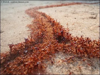 Liquide phosphor&eacute;, abondant dans le jaune d'oeuf et le syst&egrave;me nerveux, entre autres !