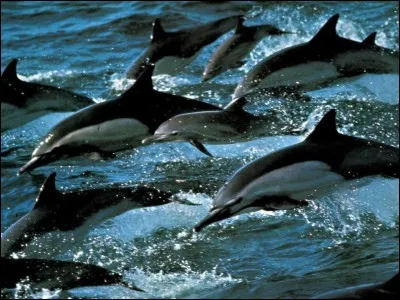 Le dauphin commun à bec court est très rapide, il peut nager jusqu'à :