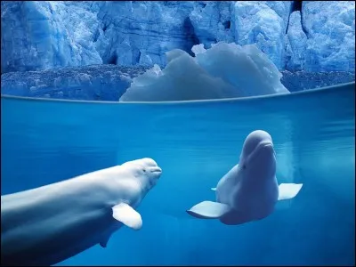 La béluga vivant dans l'océan Arctique dispose d'un des sonars les plus sophistiqués de tous les cétacés.