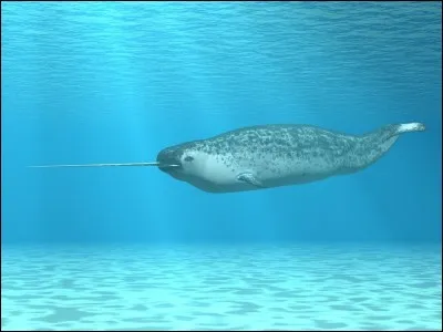 Quel est l'autre nom du narval ?