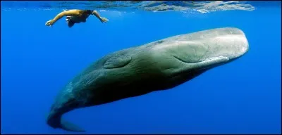 Combien un cachalot peut-il peser ?