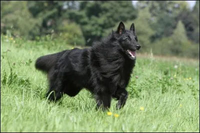Quelle est cette race de chien ?
