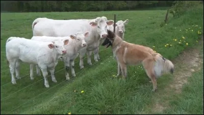 Quelle est cette race de chien ?