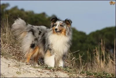 Quelle est cette race de chien ?