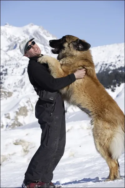 Quelle est cette race de chien ?