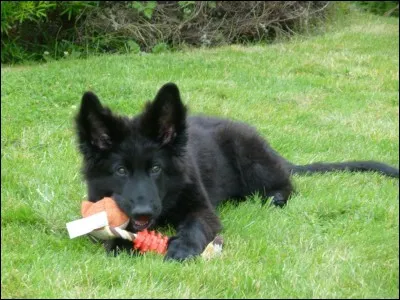 Quelle est cette race de chien ?