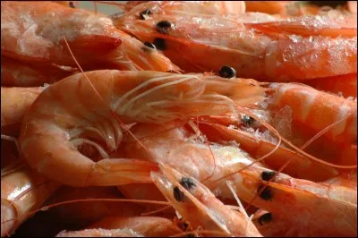 Les crevettes sont unisexuées.