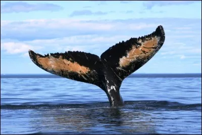 Le rorqual bleu habite tous les océans du globe où l'eau est froide.