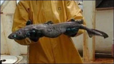 L'aiguillat noir est dangereux pour l'homme.