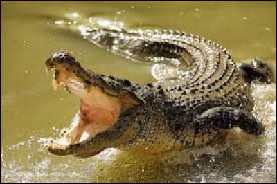 Quelle est la plus haute force de morsure enregistrée à ce jour sur un crocodile ? (Nous parlons ici de kg/cm²)