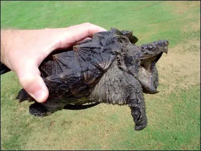 Quelle est la bonne orthographe du nom scientifique de la tortue alligator ?