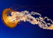 Quiz Des continents et des ocans que j'aime