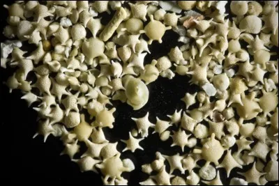 La plage 'Sable d'étoile', là vous avez droit au saké (vous allez finir pompette).