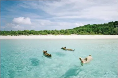 'Pig Beach', sans doute pas la plus belle (encore que), mais certainement la plus sympa. A force de vous trimbaler, vous êtes perdu ? Nassau n'est pas loin.