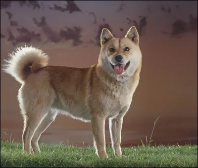 Quel est le nom de la race de ce chien ?