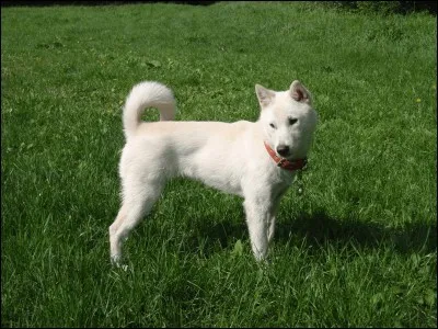 Quel est le nom de la race de ce chien ?