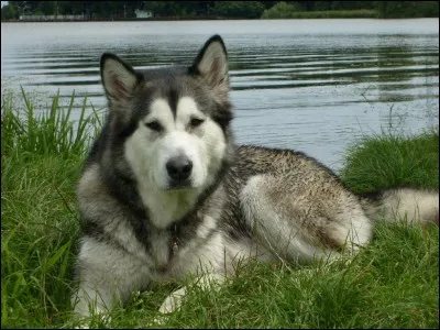 Quel est le nom de la race de ce chien ?