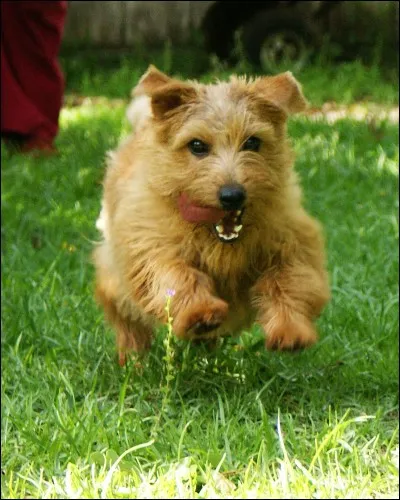 Quel est le nom de la race de ce chien ?