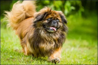 Quel est le nom de la race de ce chien ?