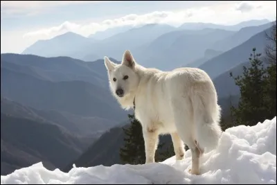 Quel est le nom de la race de ce chien ?