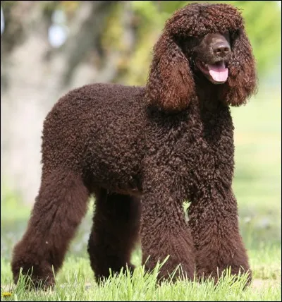 Quel est le nom de la race de ce chien ?