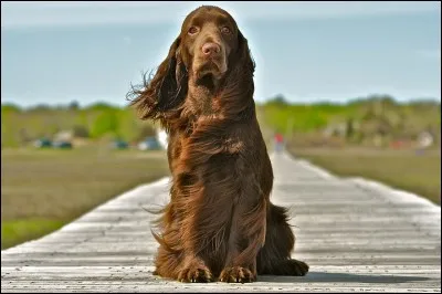 Quel est le nom de la race de ce chien ?