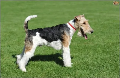 Quel est le nom de la race de ce chien ?