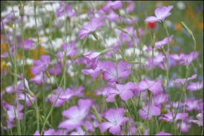Vêtement de crin ou de poils de chèvre, porté à même la peau par les ascètes par esprit de pénitence :